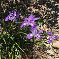 Iris thompsonii, Jonathan Lee, Calflora, CC-BY-NC 4.0