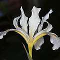Iris thompsonii, Steve Matson, Calflora, CC-BY-NC 4.0