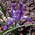 Iris tigridia, John Lonsdale [Shift+click to enlarge, Click to go to wiki entry]
