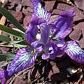 Iris tigridia, John Lonsdale