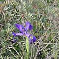 Iris tingitana, Valentin Moser, iNaturalist, CC BY-NC [Shift+click to enlarge, Click to go to wiki entry]