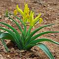 Iris tubergeniana, Oron Peri [Shift+click to enlarge, Click to go to wiki entry]