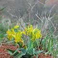 Iris tubergeniana, Oron Peri