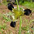 Iris tuberosa, Mary Sue Ittner [Shift+click to enlarge, Click to go to wiki entry]