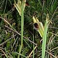 Iris tuberosa, Angelo Porcelli