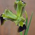 Iris tuberosa, Kristina Van Wert