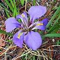 Iris unguicularis 'Mary Barnard', Mary Sue Ittner