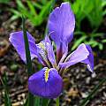 Iris unguicularis 'Mary Barnard', Mary Sue Ittner [Shift+click to enlarge, Click to go to wiki entry]