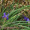 Iris unguicularis, Nhu Nguyen