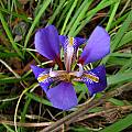 Iris unguicularis, Beardless Iris, Nhu Nguyen