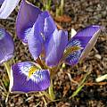 Iris unguicularis, Bob Rutemoeller