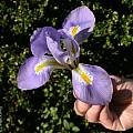 Iris unguicularis, Jim McKenney