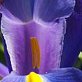Dutch Iris hybrid, David Pilling