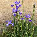 Iris versicolor, Nicholas Plummer