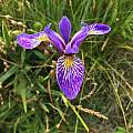 Iris versicolor, Nicholas Plummer