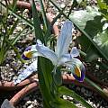 Iris warleyensis, Jane McGary [Shift+click to enlarge, Click to go to wiki entry]