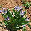 Iris warleyensis, Oron Peri