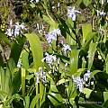 Iris wattii, UC Botanical Garden, Kelley Macdonald