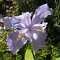 Iris wattii, UC Botanical Garden, Kelley Macdonald [Shift+click to enlarge, Click to go to wiki entry]
