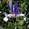 Iris xiphium, Celestino Gelpi [Shift+click to enlarge, Click to go to wiki entry]