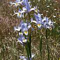 Iris xiphium, Celestino Gelpi