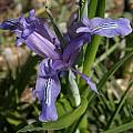 Iris graeberiana (syn. Iris zenaidae), Jim McKenney [Shift+click to enlarge, Click to go to wiki entry]