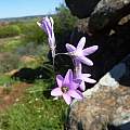 Ixia brunneobractea, Nieuwoudtville Reserve, Cameron McMaster [Shift+click to enlarge, Click to go to wiki entry]