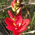 Ixia campanulata, Douglas Euston-Brown, iNaturalist, CC BY-SA [Shift+click to enlarge, Click to go to wiki entry]