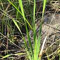 Ixia campanulata, Douglas Euston-Brown, iNaturalist, CC BY-SA