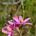 Ixia helmei, iNaturalist, Nick Helme, CC BY-SA [Shift+click to enlarge, Click to go to wiki entry]