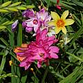 Ixia hybrids, Mary Sue Ittner [Shift+click to enlarge, Click to go to wiki entry]