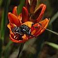 Ixia maculata, West Coast, Bob Rutemoeller