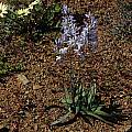 Ixia marginifolia, Mary Sue Ittner