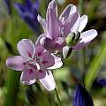 Ixia metelerkampiae, Mary Sue Ittner