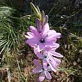 Ixia metelerkampiae, Rod Saunders