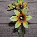 Ixia monadelpha, Mary Sue Ittner
