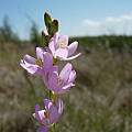 Ixia orientalis, Gaikas Kop, Cameron McMaster