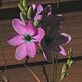 Ixia polystachya, Mary Sue Ittner