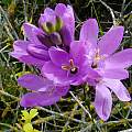 Ixia purpureorosea, Cameron McMaster