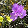 Ixia purpureorosea, Cameron McMaster [Shift+click to enlarge, Click to go to wiki entry]
