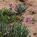 Ixia ramulosa, Namaqualand, Tony Rebelo, iNaturalist, CC BY-SA