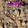 Ixia ramulosa, Namaqualand, Tony Rebelo, iNaturalist, CC BY-SA