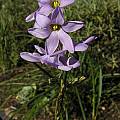 Ixia rapunculoides, Mary Sue Ittner