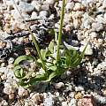 Ixia sobolifera ssp. sobolifera, Marion Maclean, iNaturalist, CC BY-NC