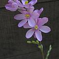 Ixia trifolia, Mary Sue Ittner