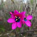 Ixia vinacea, iNaturalist, Ismail Ebrahim, CC BY-NC [Shift+click to enlarge, Click to go to wiki entry]