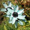 Ixia viridiflora, Sheila Burrow [Shift+click to enlarge, Click to go to wiki entry]