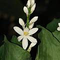 Kabuyea hostifolia, Dylan Hannon