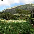 Kirstenbosch scene, Mary Sue Ittner