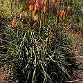 Kniphofia 'Bees Sunset', Bob Rutemoeller
